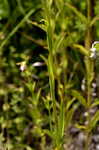 Yellow fringed orchid